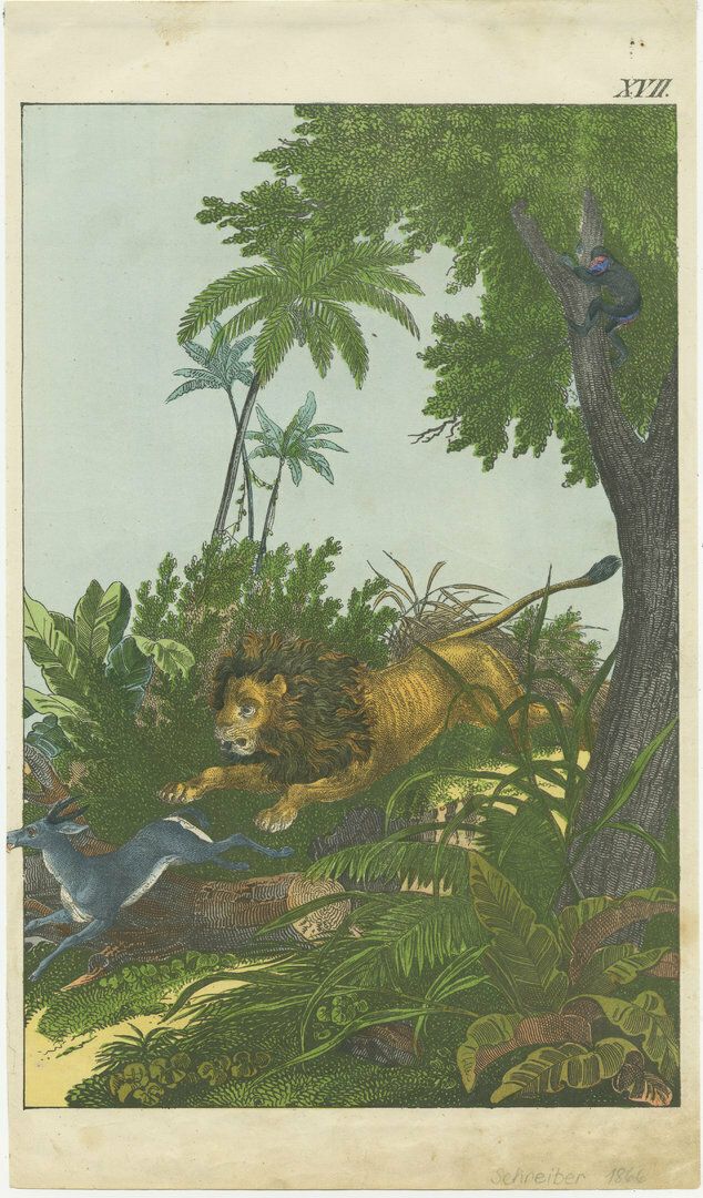 Hand Colored Antique Lithograph Of Hunting Lion