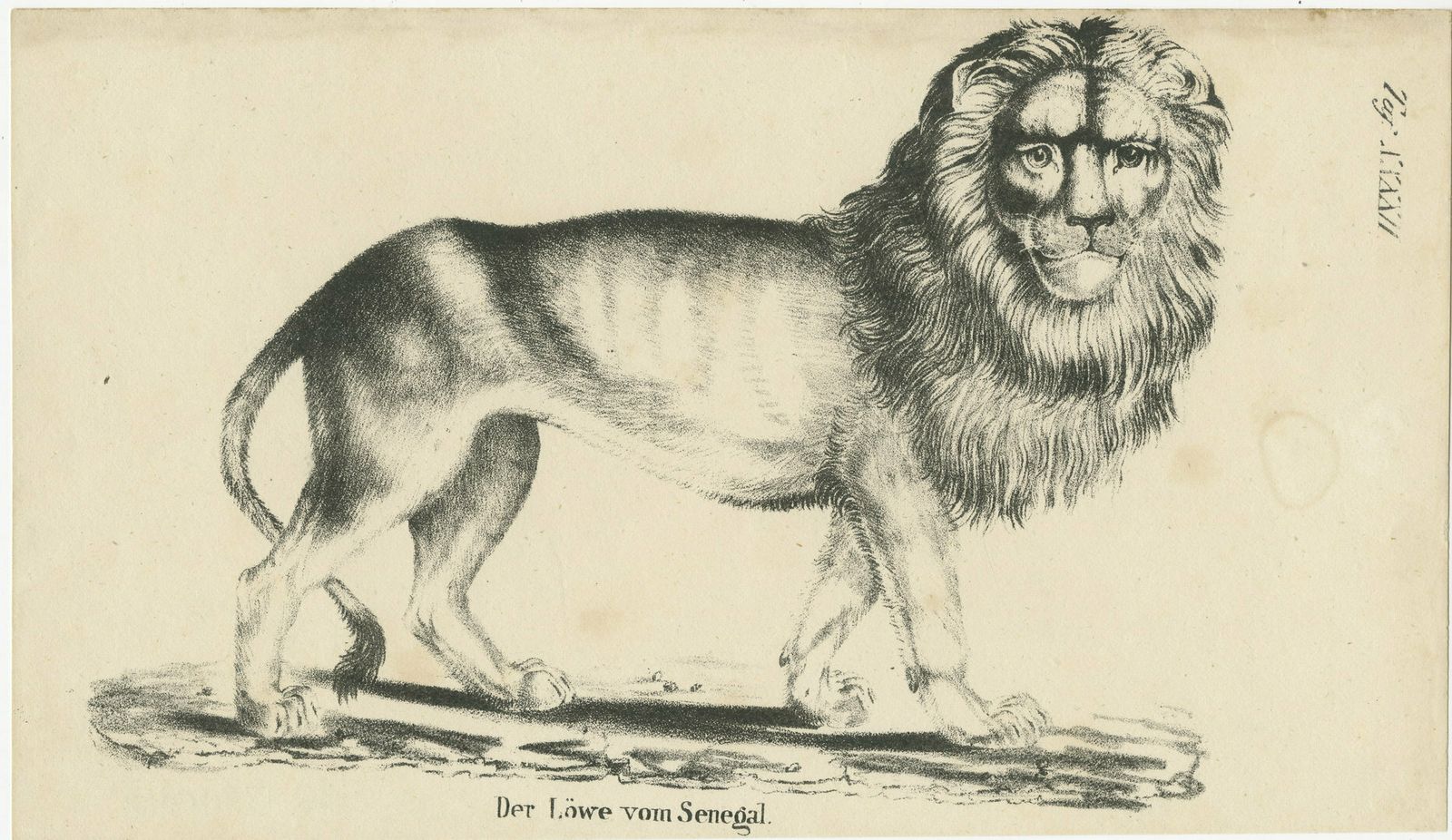 Antique Print Of A Senegal Lion