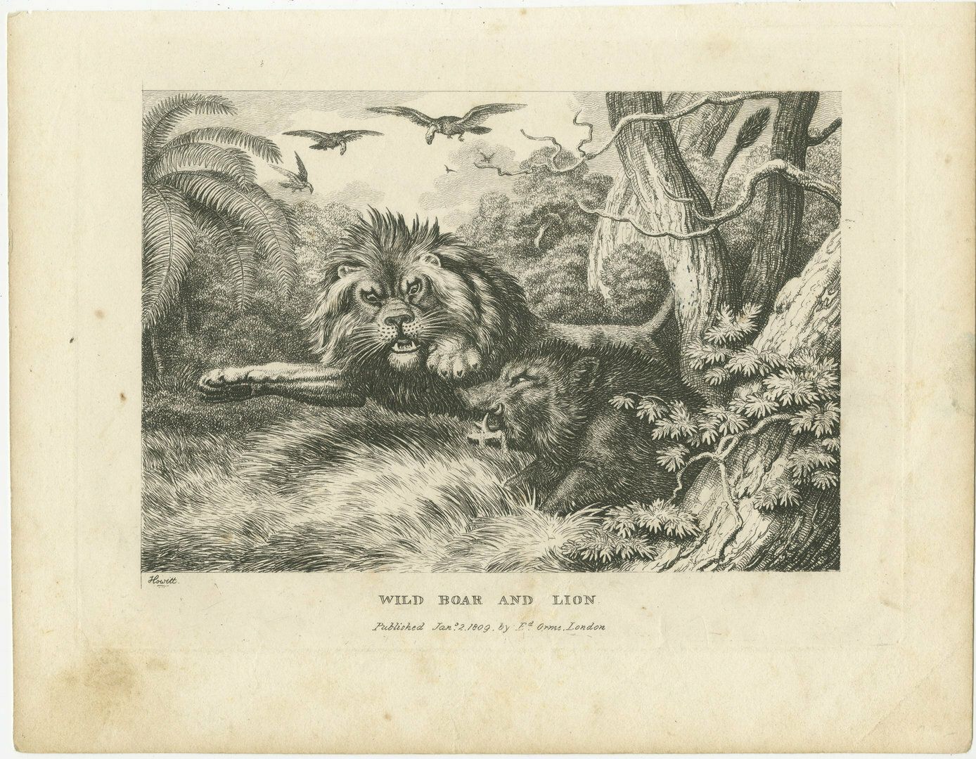 Original Antique Print Of A Wild Boar And A Lion