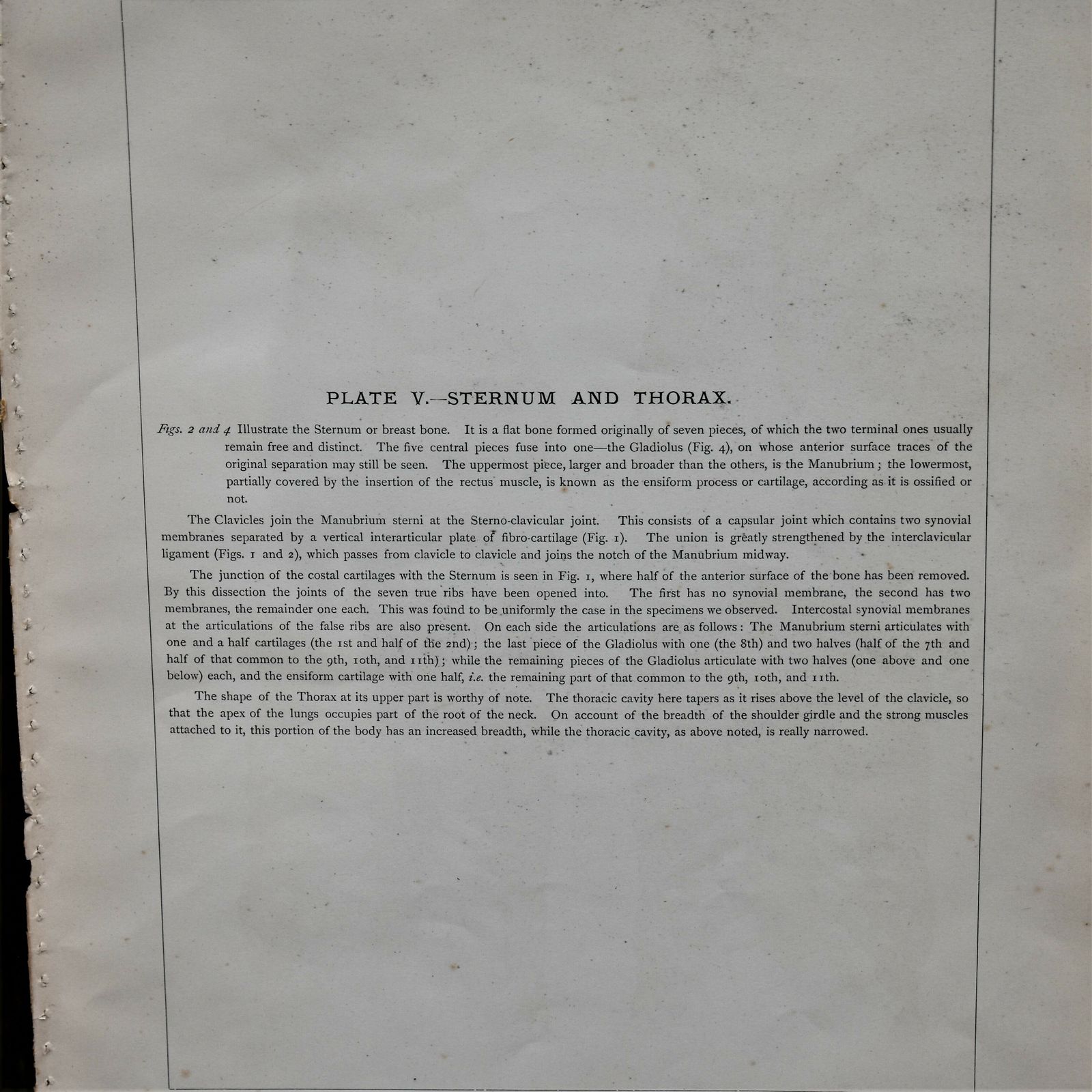 Antique 1885 W & Ak Johnston Human Pelvis Thorax Plate Print Museum Frame Pair photo vintage