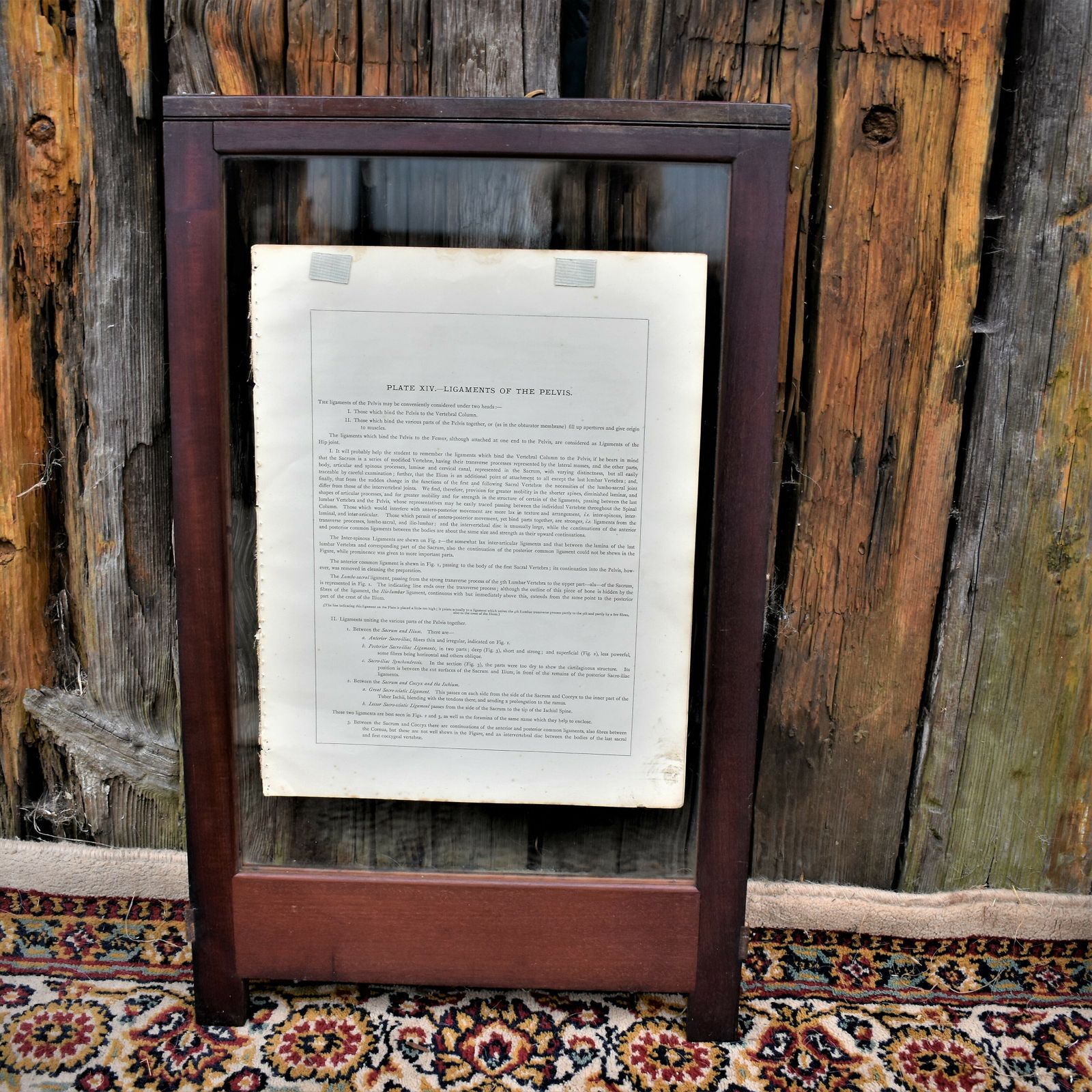 photo vinterior Antique 1885 W & Ak Johnston Human Pelvis Thorax Plate Print Museum Frame Pair