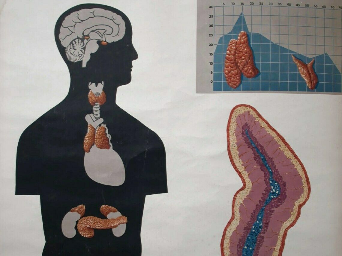 Wall Hanging Vintage Anatomical Chart   Deutsches Hygiene Museum Dresden photo for sale