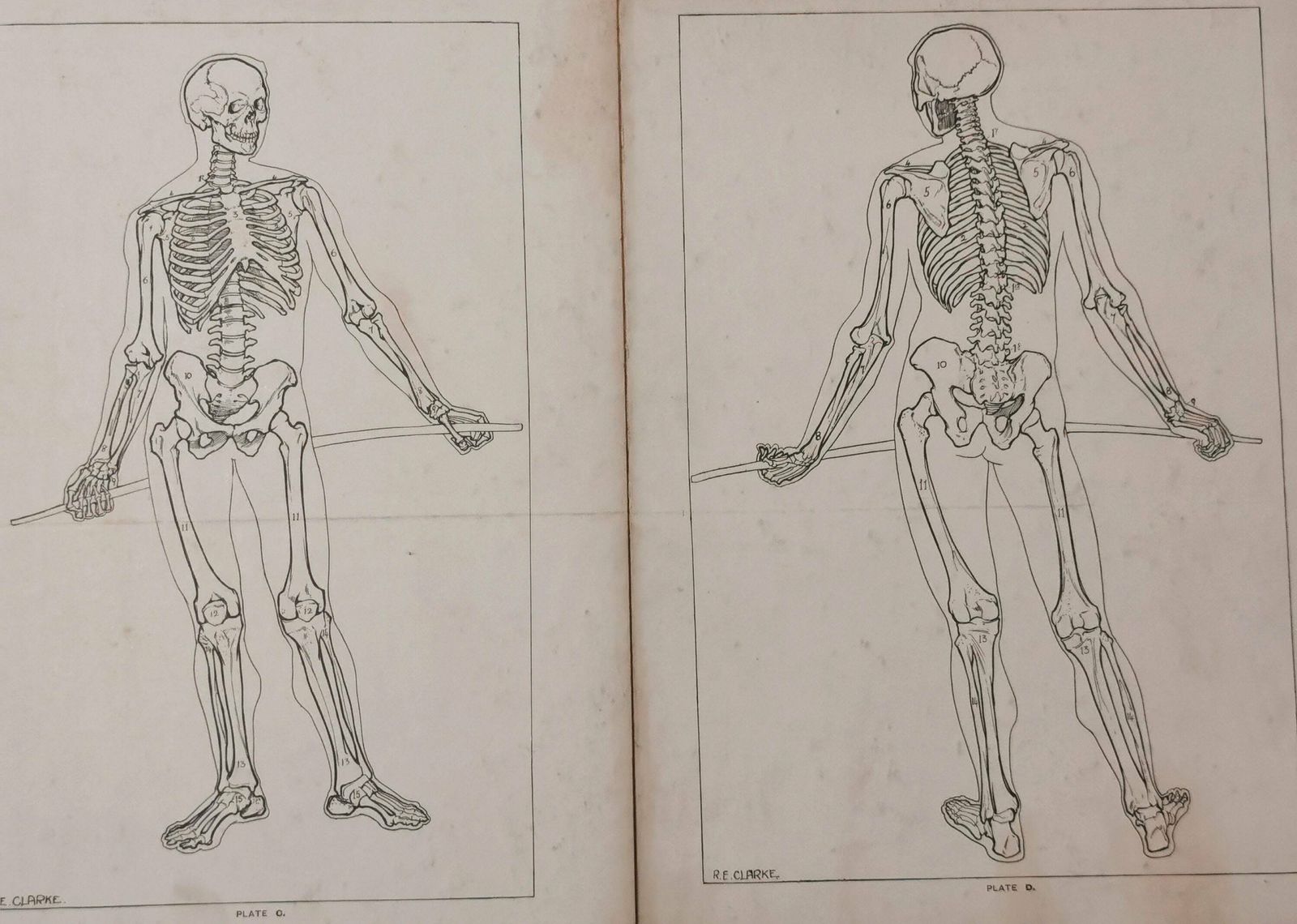 Vintage Anatomical Prints, Human Skeletal System, Skeleton photo furniture
