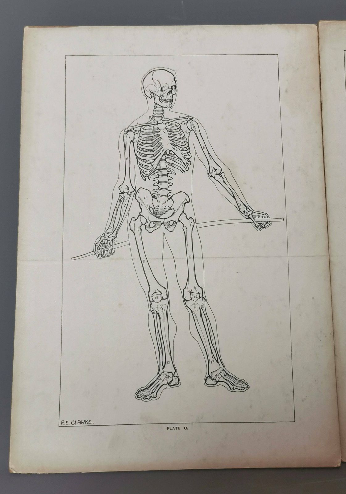 Vintage Anatomical Prints, Human Skeletal System, Skeleton photo for sale