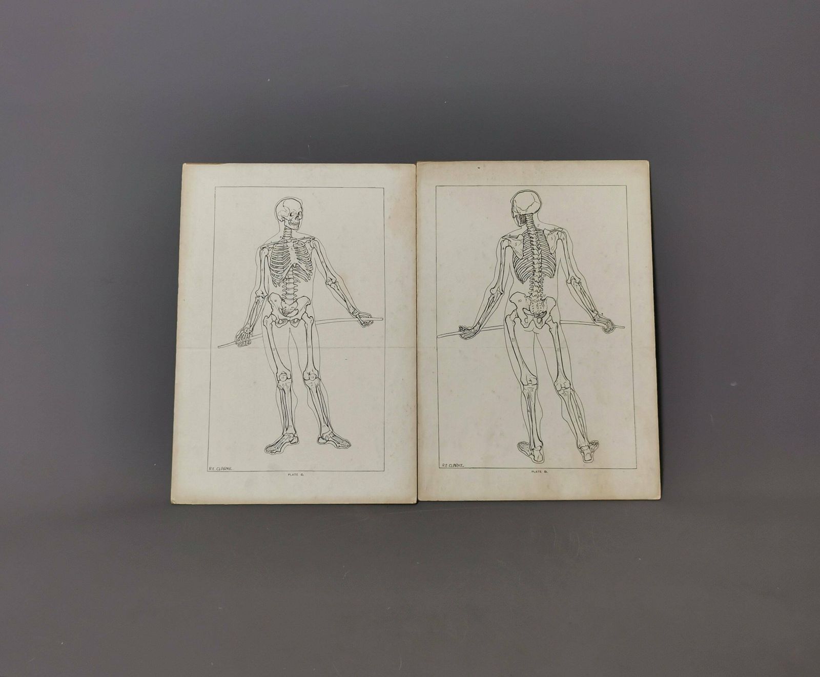 Vintage Anatomical Prints, Human Skeletal System, Skeleton photo vintage