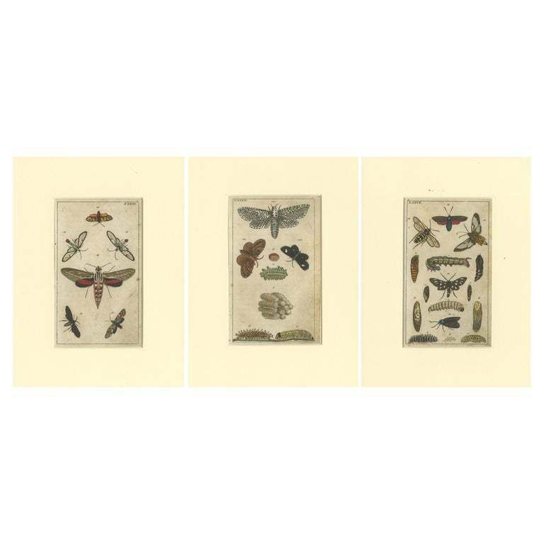 Set Of 3 Antique Butterfly Prints Also Showing Caterpillars And Pupae