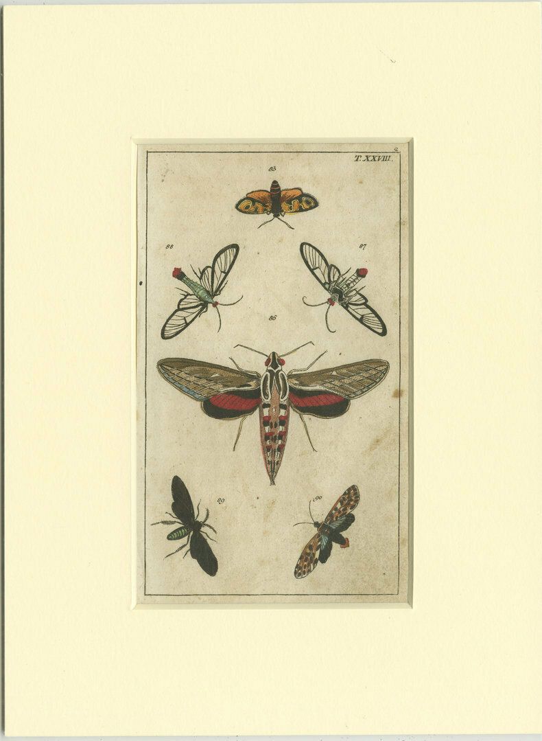 Set Of 3 Antique Butterfly Prints Also Showing Caterpillars And Pupae photo furniture