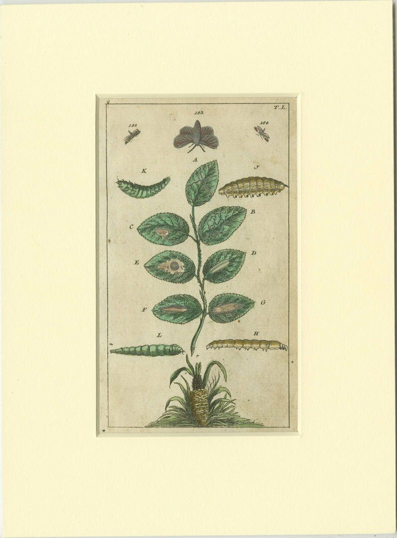 Set Of 6 Antique Butterfly Prints Also Showing Caterpillars And Pupae photo furniture