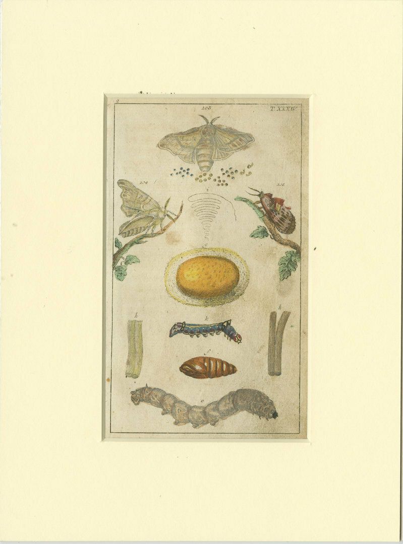 Set Of 6 Antique Butterfly Prints Also Showing Caterpillars And Pupae photo for sale
