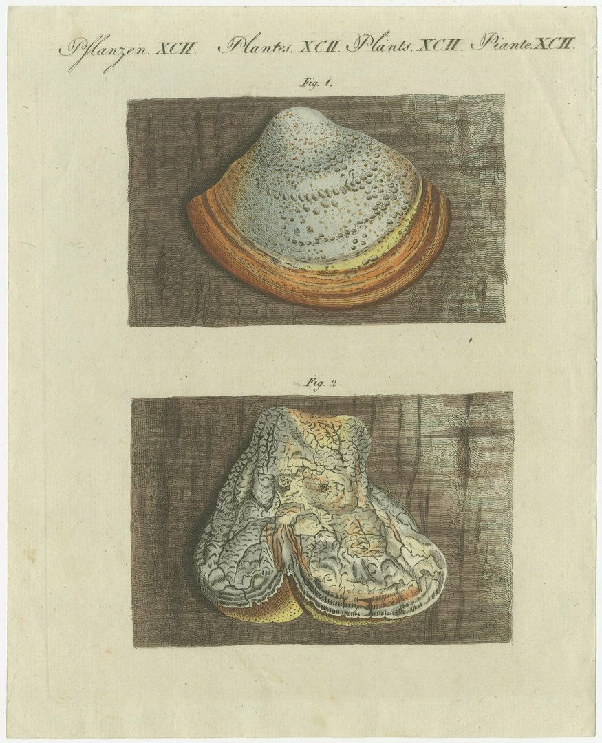 Hand Colored Engraving Of Phellinus Igniarius And Laricifomes Officinalis Fungi