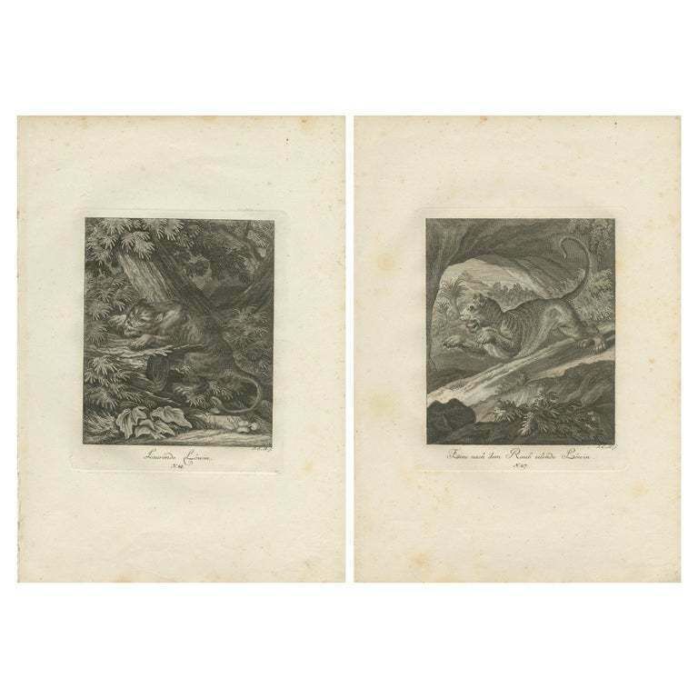 Set Of 2 Antique Prints Of A Lioness Hunting And Resting