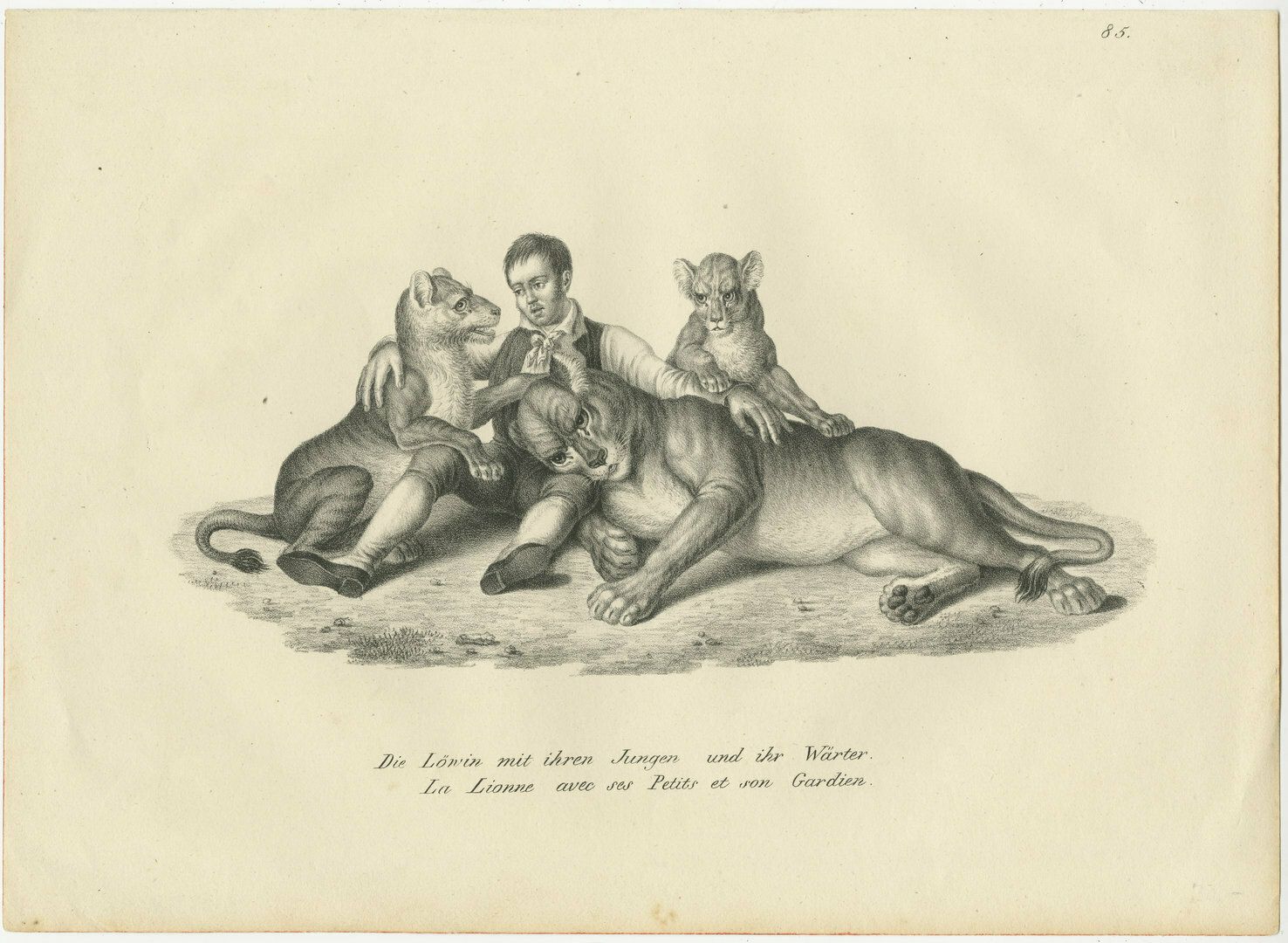 Original Antique Print Of Lioness And Cubs With Her Trainer