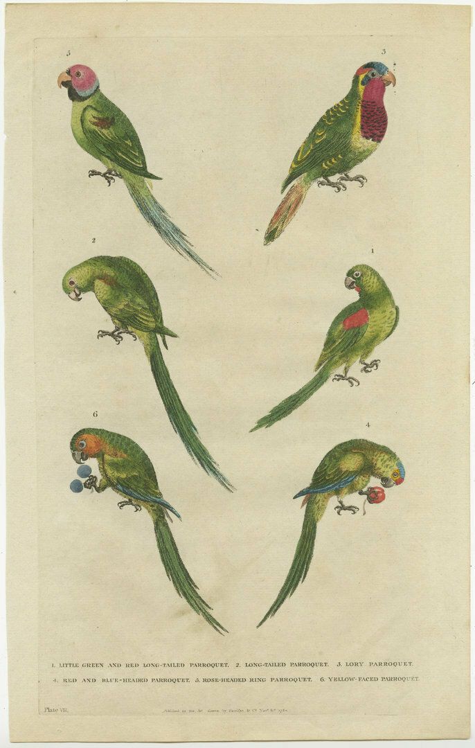 Set Of 2 Hand Colored Antique Bird Prints Of Parakeet Species photo furniture