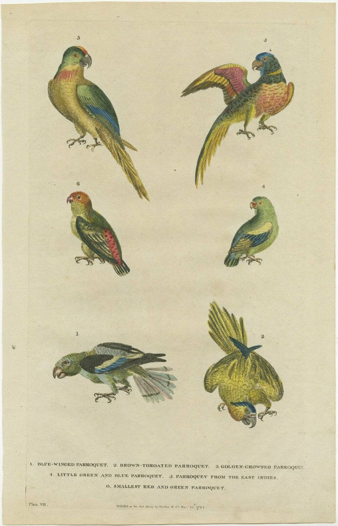 Set Of 2 Hand Colored Antique Bird Prints Of Parakeet Species photo for sale