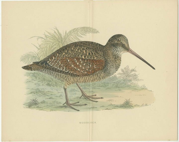 Set Of 2 Antique Prints Of A Woodcock And Great Snipe, With Centre Fold photo furniture