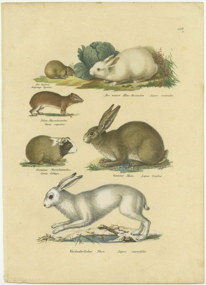 Antique Hand Colored Print Of A Rabbit, Hares, Pika And Other Rodents
