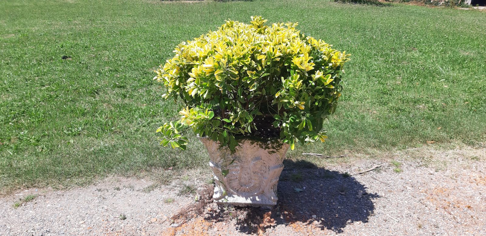 photo for sale 1960s Reconstructed Stone Planter With Plant