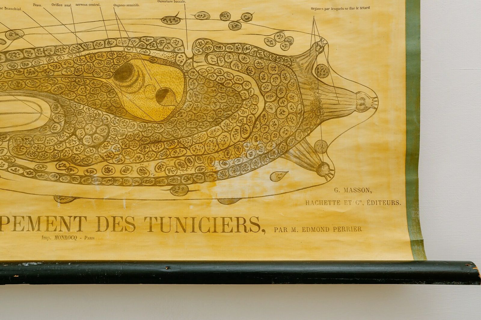 Original Zoological Antique Vintage Henri Gervais French School Wall Chart Tunicate Invertebrate Anatomy Curiosities Curios 19th Century photo Art