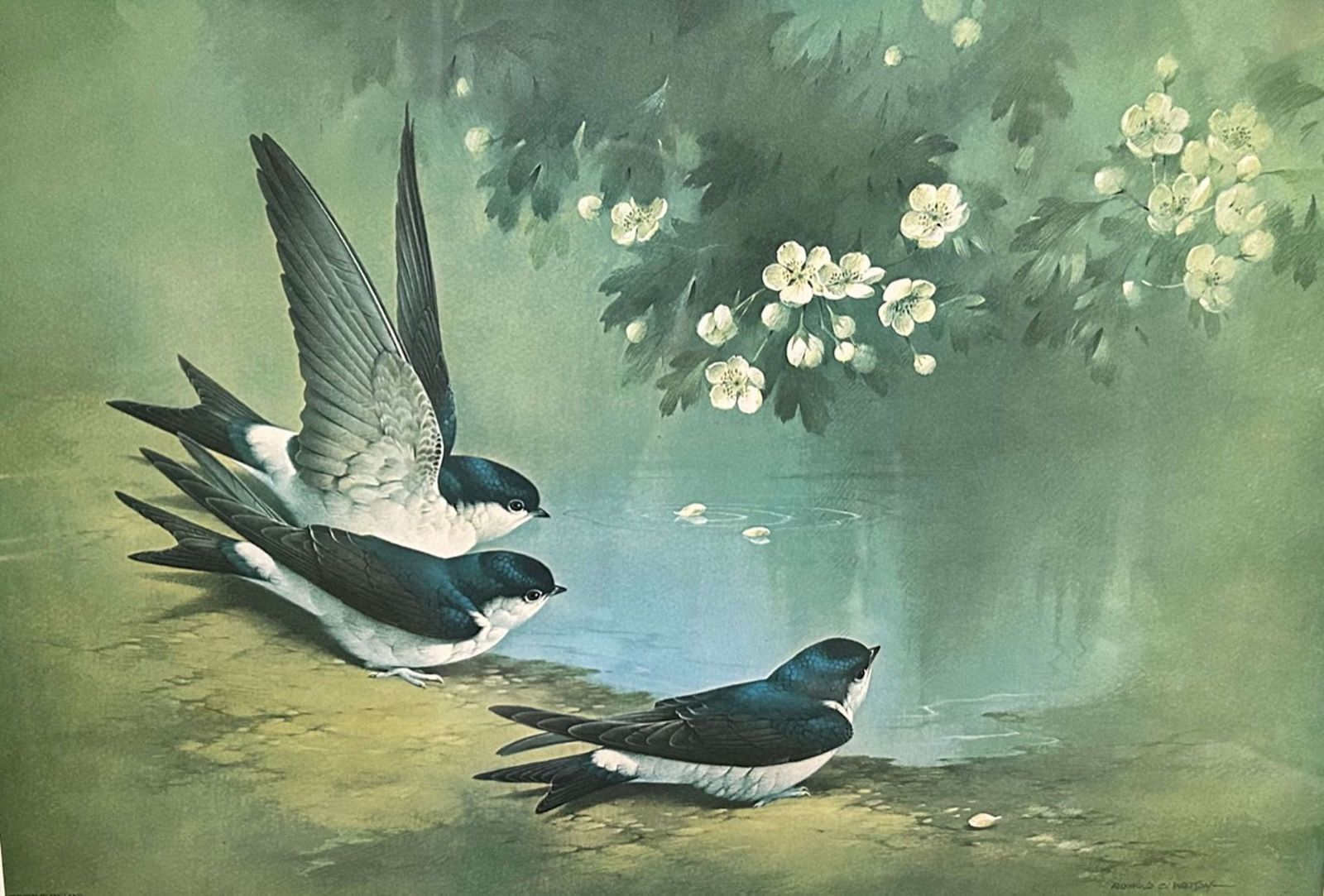 Raymond Watson Pair Of Signed Limited Edition Bird Prints photo Art