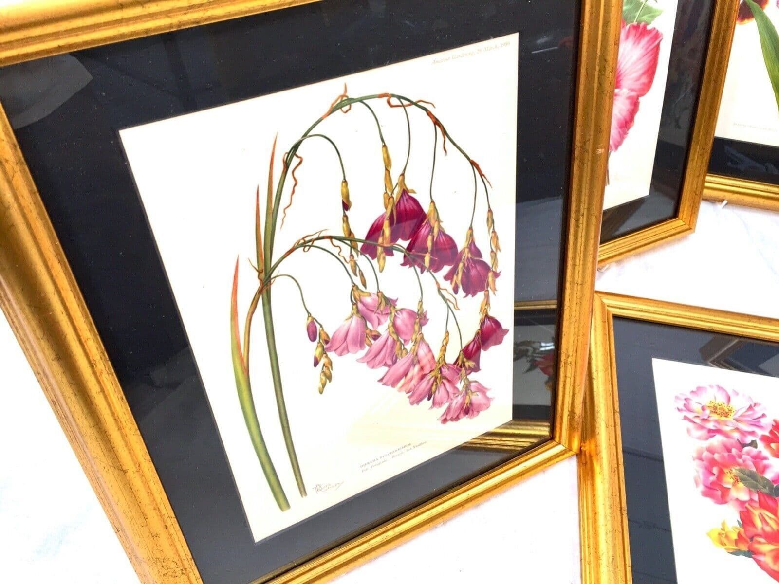 Vintage Framed Flower Picture Set Of 6 The Amateur Gardening Magazine / Antique photo for sale