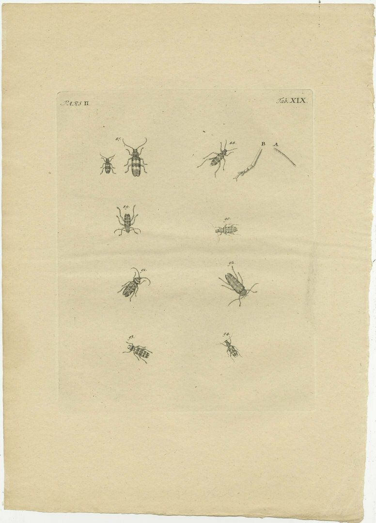 Set Of 2 Antique Prints Of Various Small Beetles photo for sale