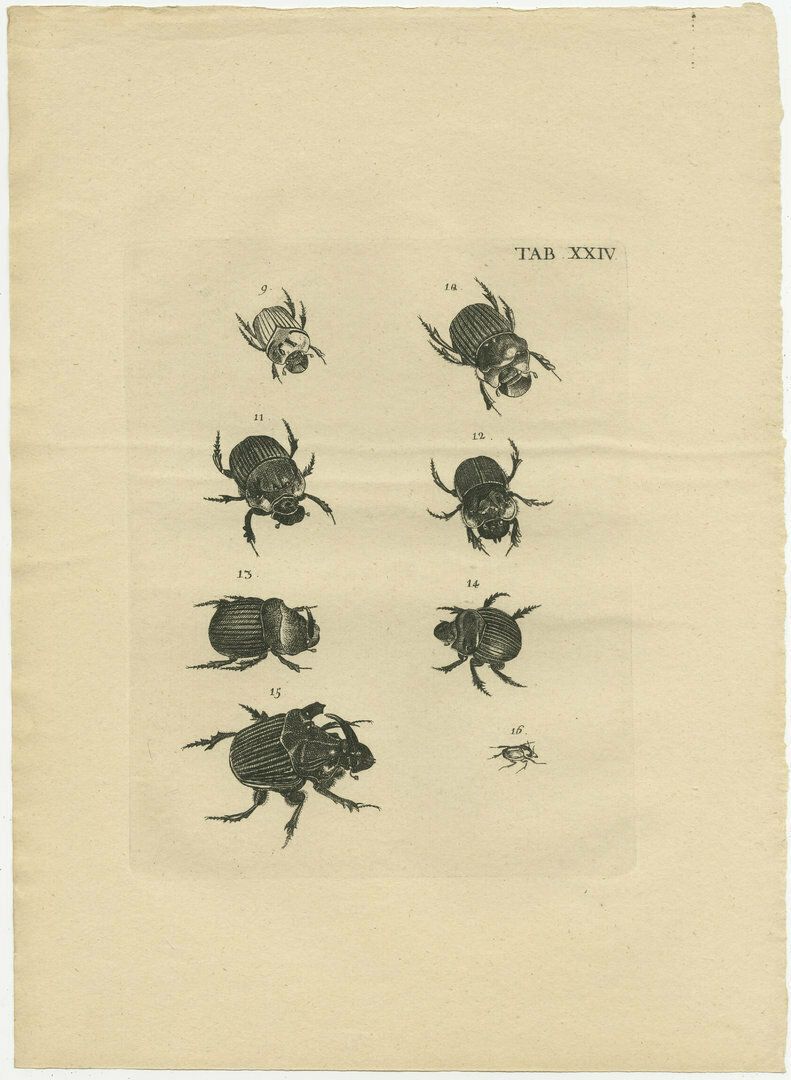 Set Of 5 Antique Prints Of Various Beetles photo for sale