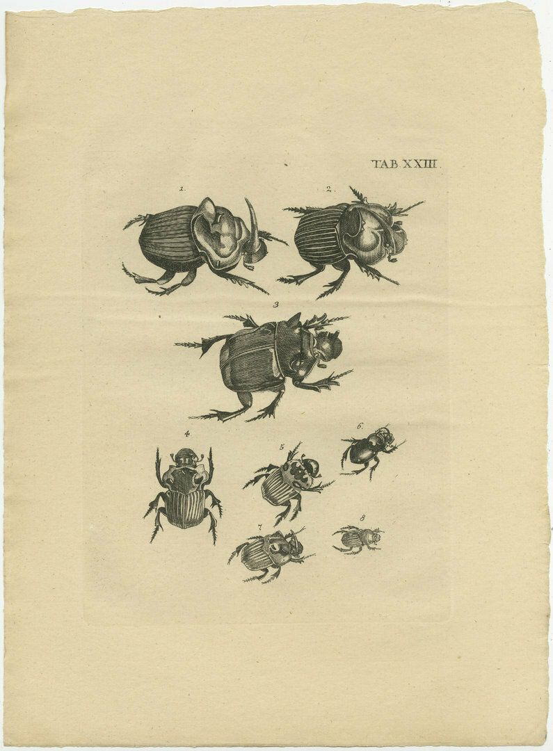 Set Of 5 Antique Prints Of Various Beetles photo Art