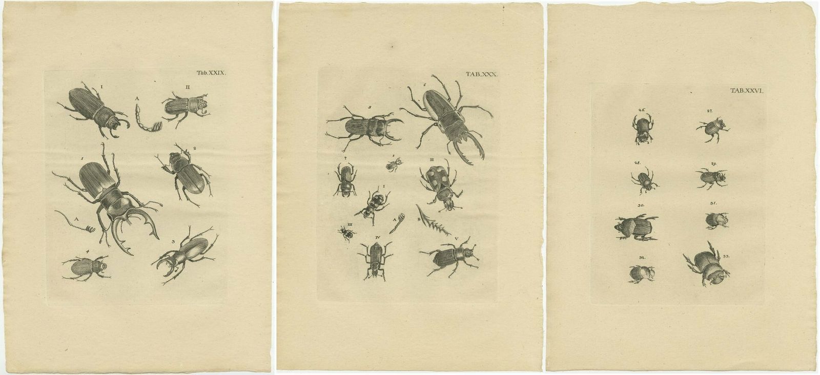 Set Of 3 Antique Prints Of Various Beetles