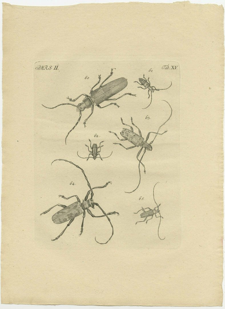 Set Of 2 Antique Prints Of Various Beetles photo for sale