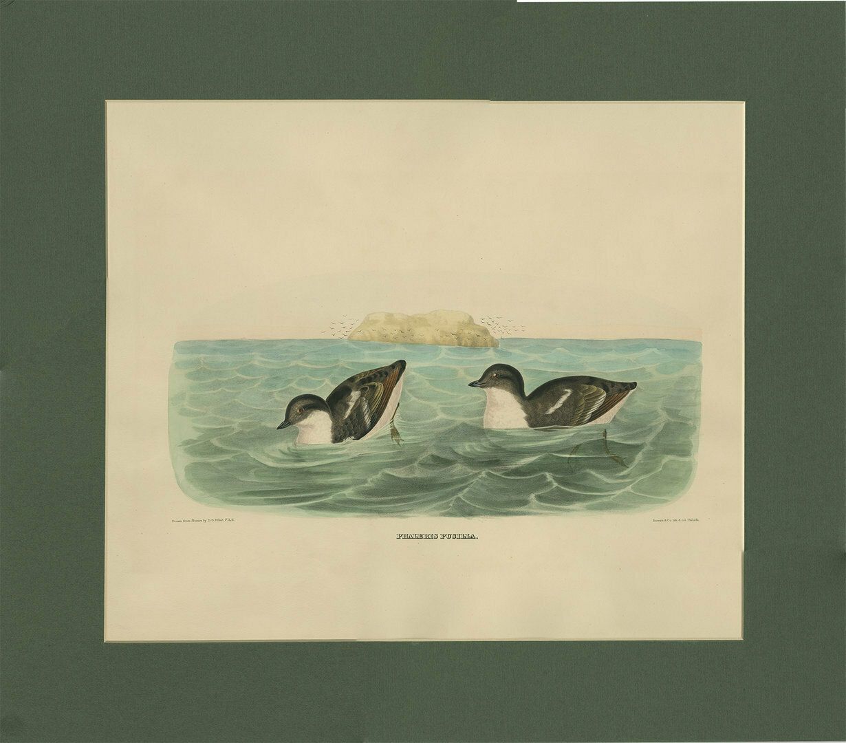 Antique Bird Print Of A Least Auk