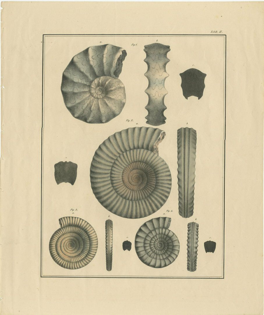 Set Of 2 Large Lithographs Of Fossils photo for sale