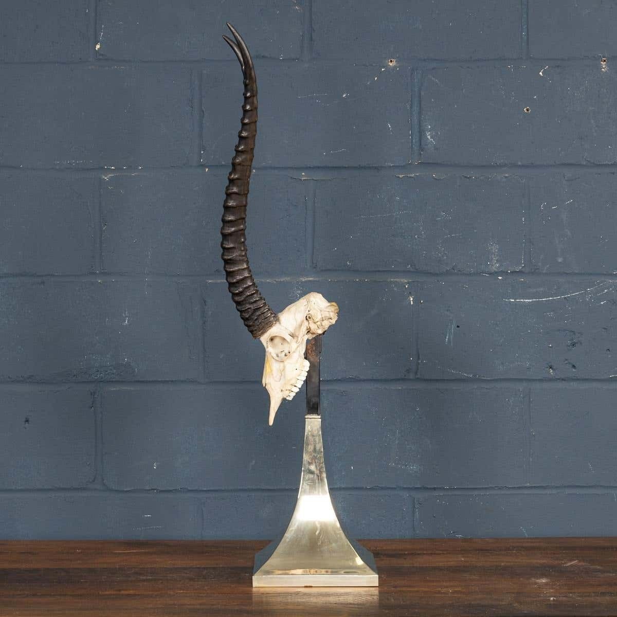 A Taxidermy Study Of An African Impala, By Anthony Redmile, London, C.1970 photo Home Decor
