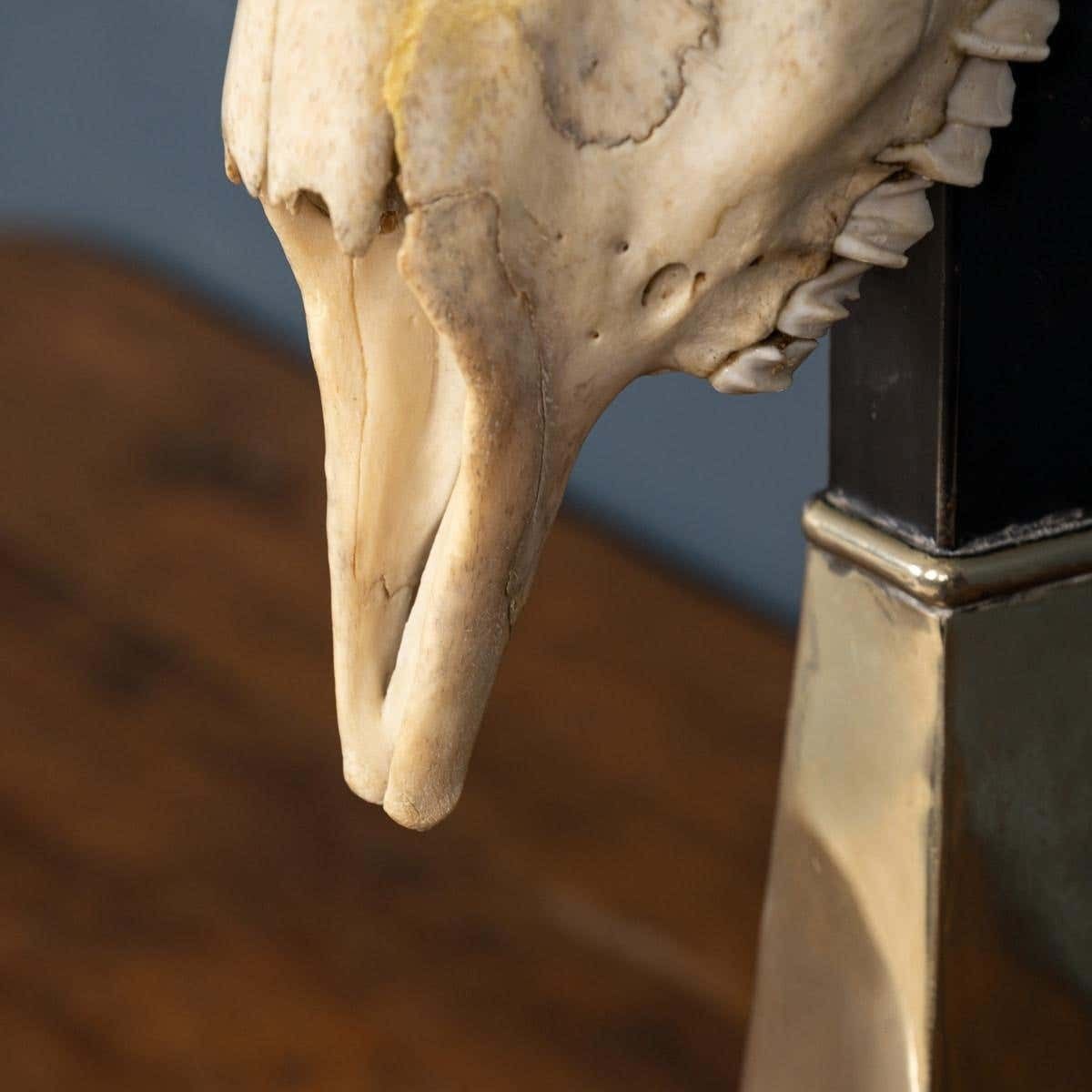photo vinterior A Taxidermy Study Of An African Impala, By Anthony Redmile, London, C.1970