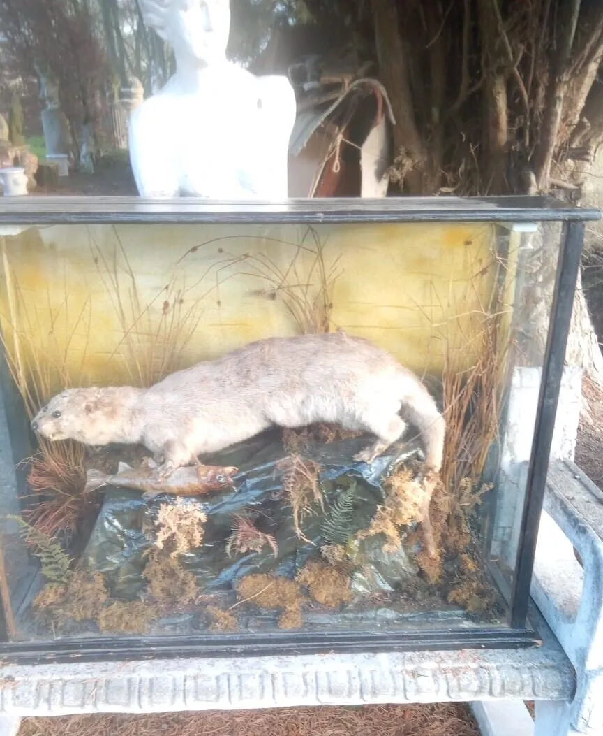 19th Century Mink With Trout Catch Taxidermy In Display Case