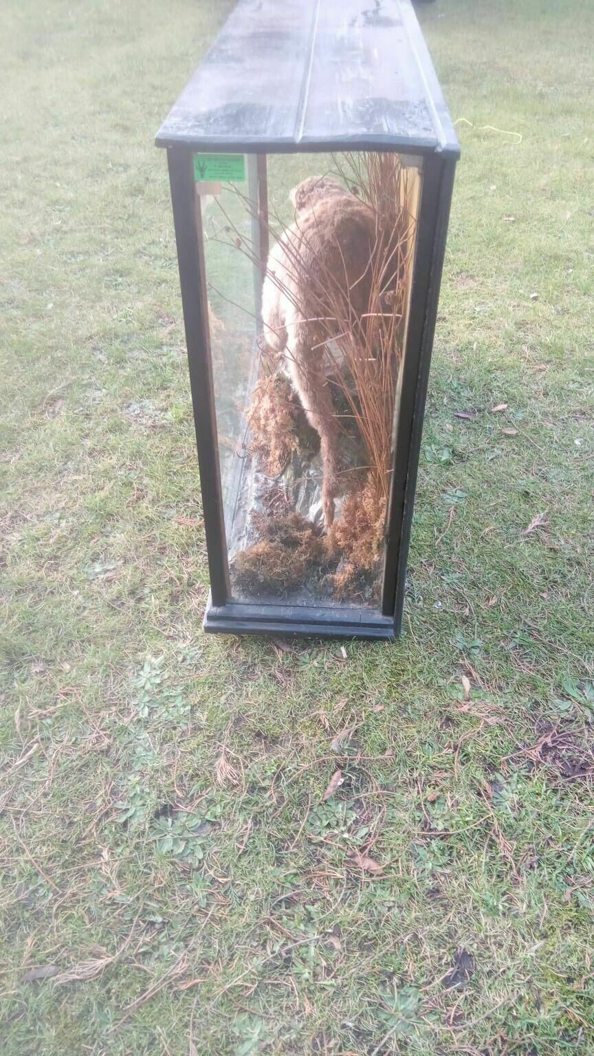 19th Century Mink With Trout Catch Taxidermy In Display Case photo Home Decor