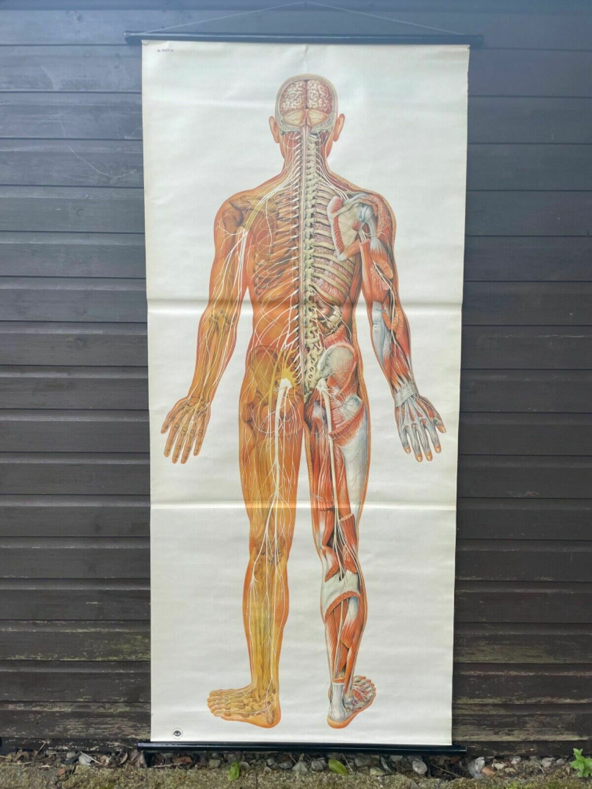 Vintage Full Body Nervous System Educational Medical School Chart Anatomy Nerves photo furniture
