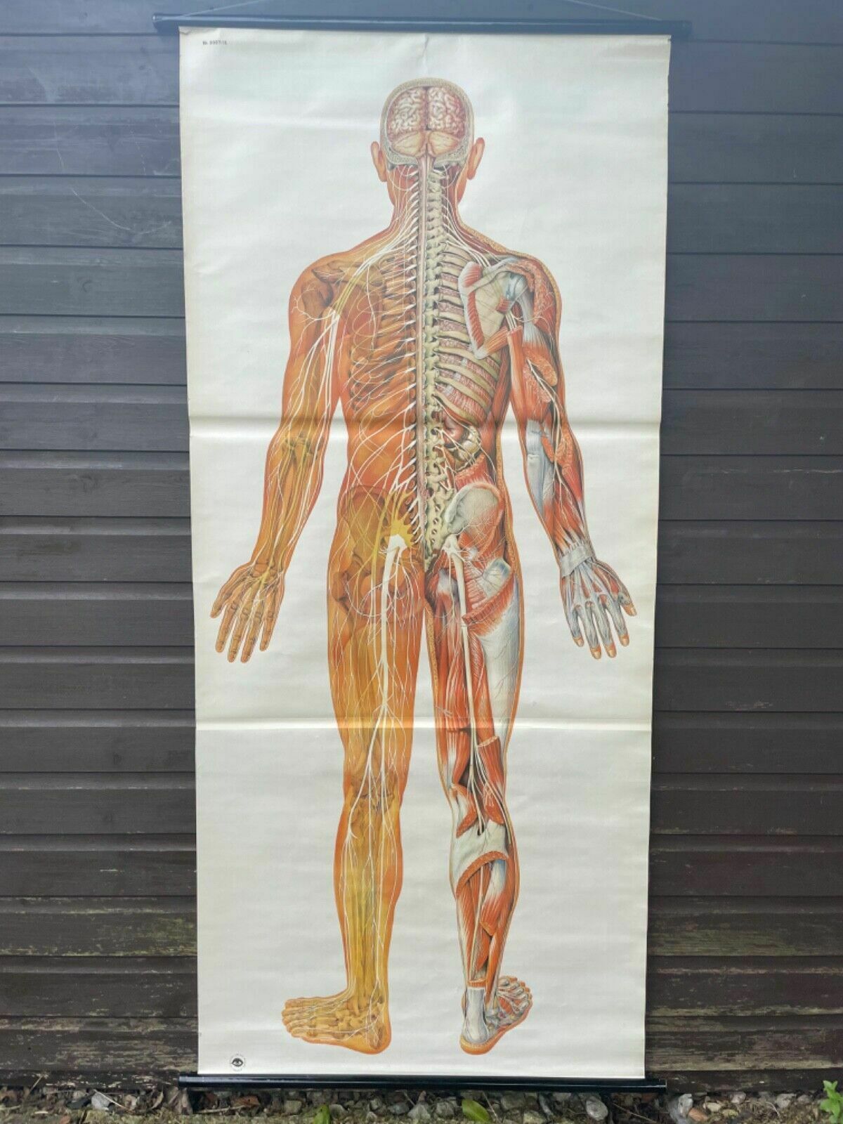 Vintage Full Body Nervous System Educational Medical School Chart Anatomy Nerves photo for sale