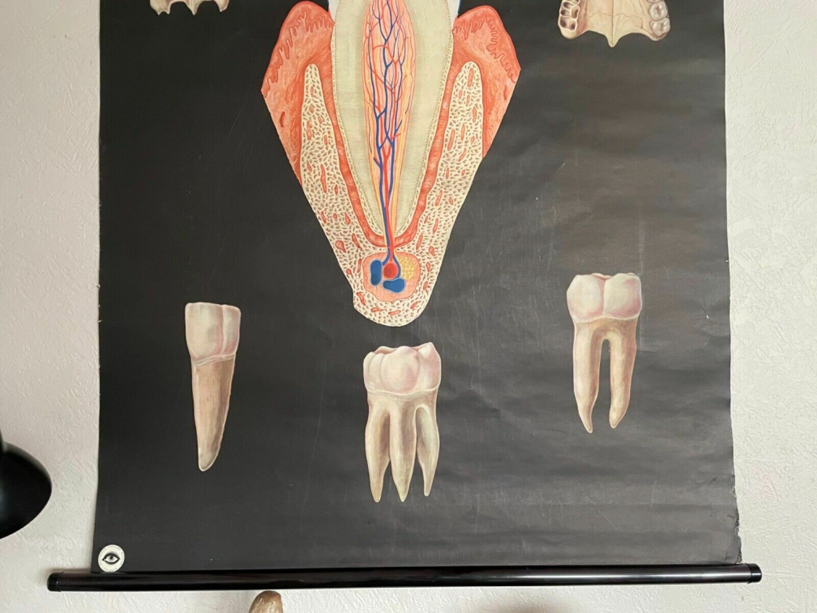 Vintage School Chart Of Teeth Dental Anatomy Educational Chart Line Poster Tooth photo for sale