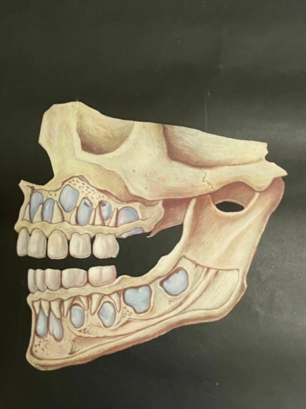photo buy Vintage School Chart Of Teeth Dental Anatomy Educational Chart Line Poster Tooth