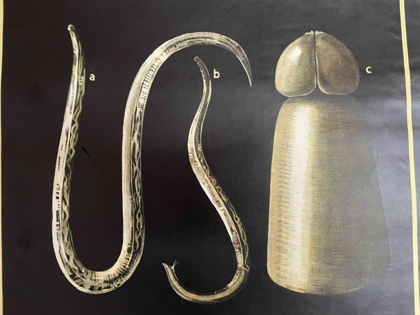 photo for sale Vintage Gut Parasites Roll Down Educational School Chart Wall Chart Trichinosis