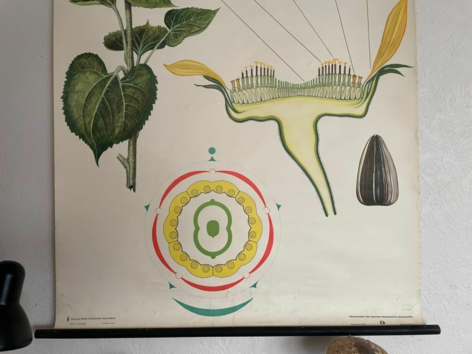 Vintage Sunflower School Chart Volk Und Wissen Botanical Poster photo Art