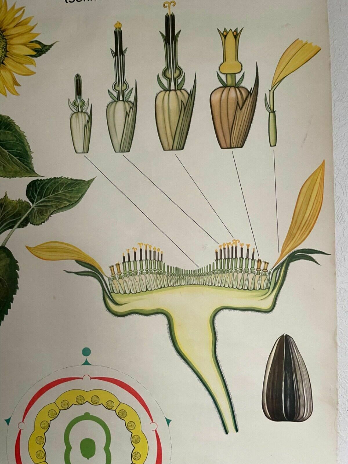 photo furniture Vintage Sunflower School Chart Volk Und Wissen Botanical Poster