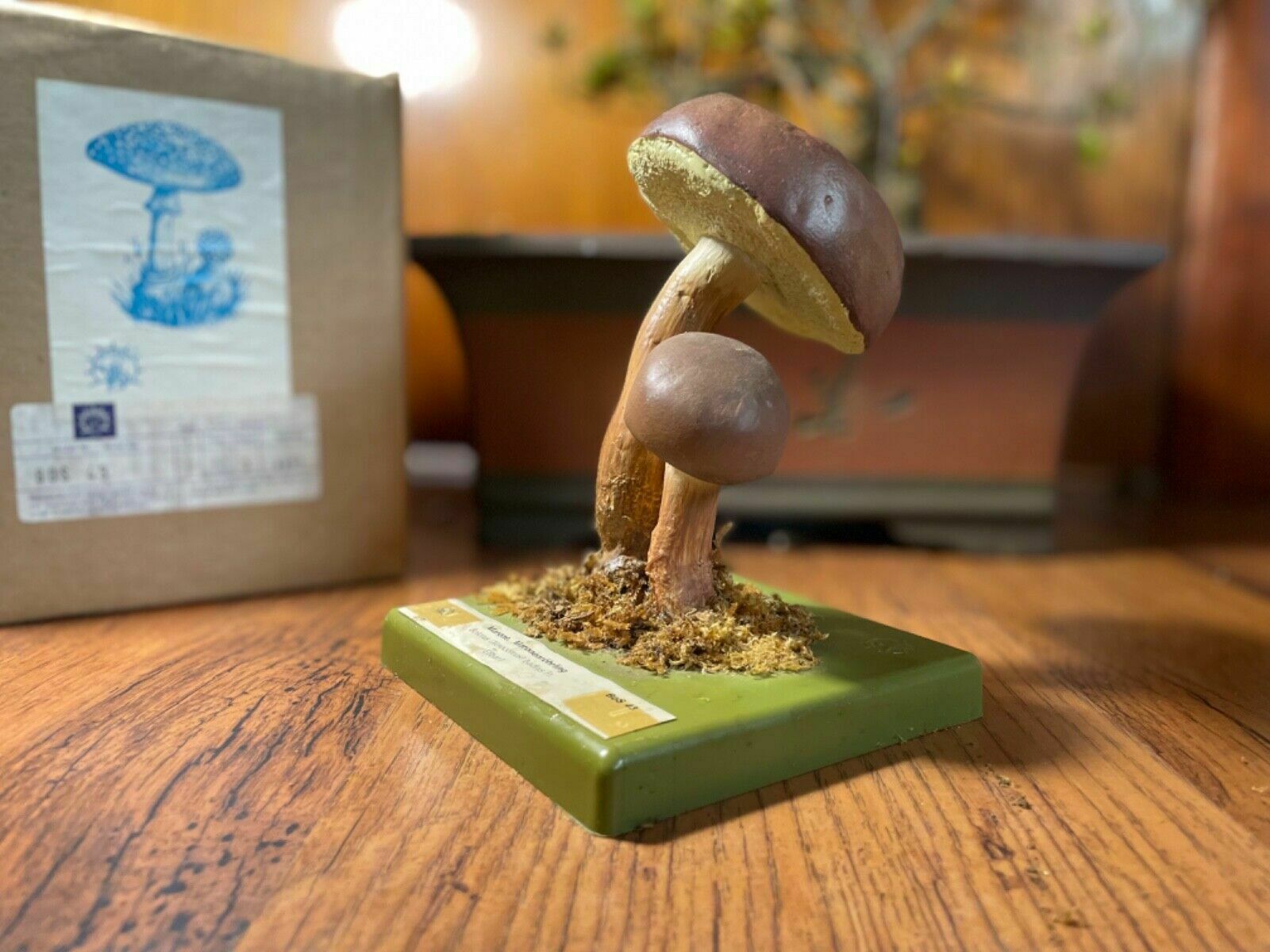 photo furniture Vintage Somso Bay Bolete Mushroom Educational School Model Fungus Boletus Badius
