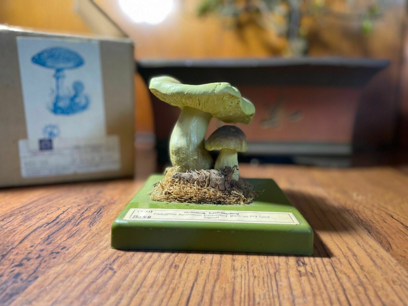 Vintage Somso Yellow Knight Mushrooms Educational Model Fungus School Model