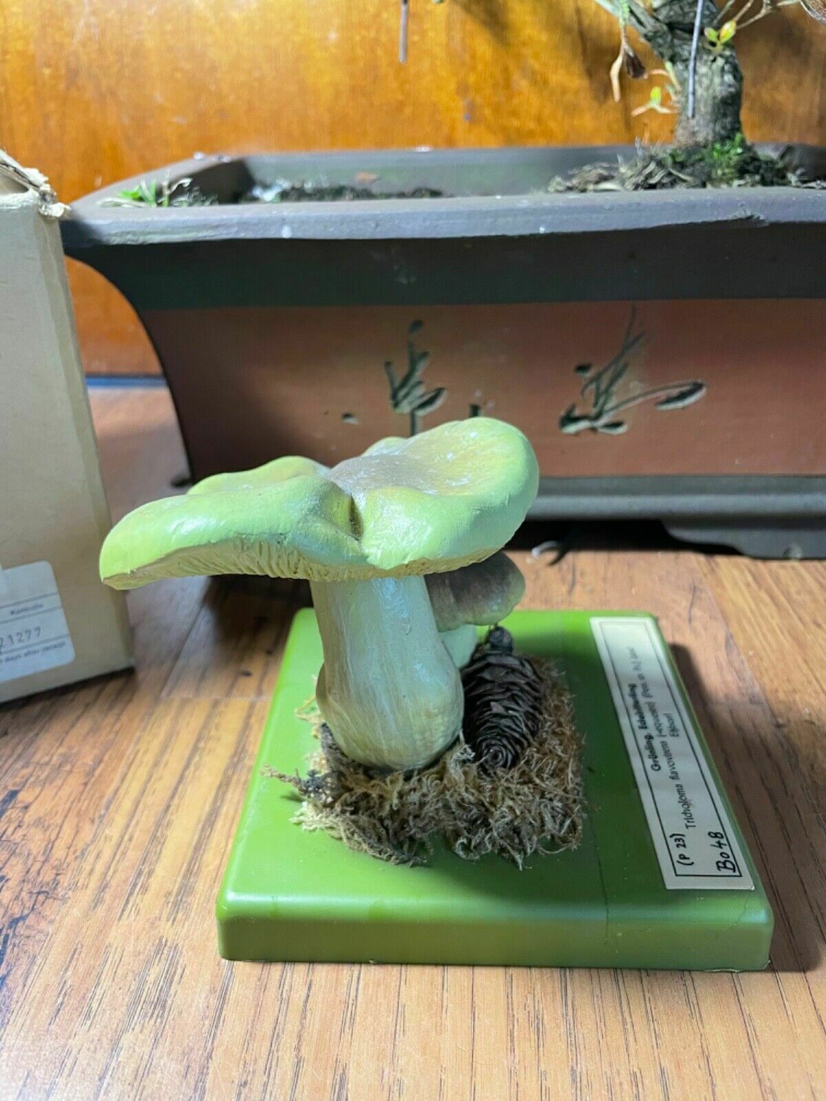 Vintage Somso Yellow Knight Mushrooms Educational Model Fungus School Model photo Art