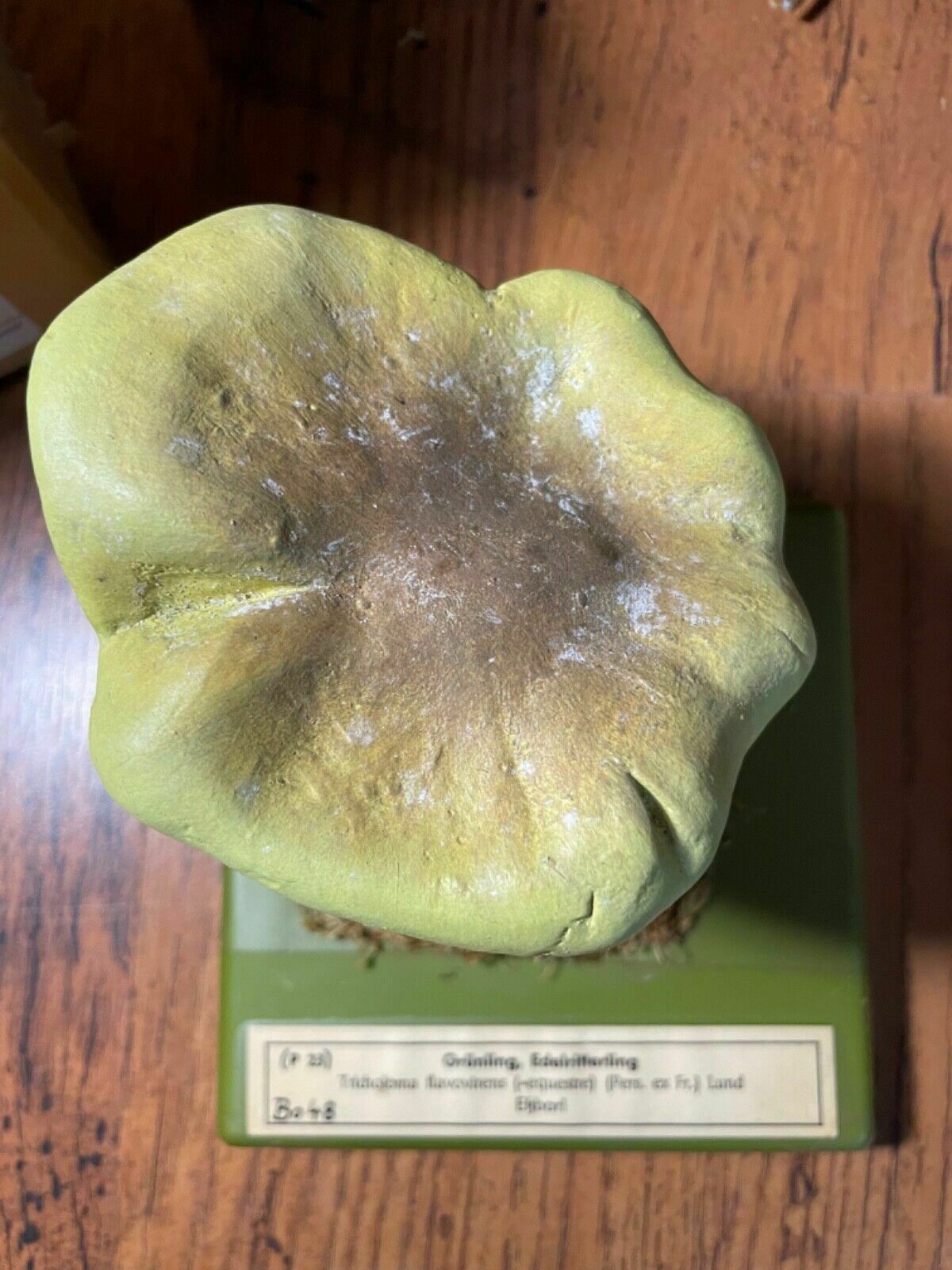 photo for sale Vintage Somso Yellow Knight Mushrooms Educational Model Fungus School Model
