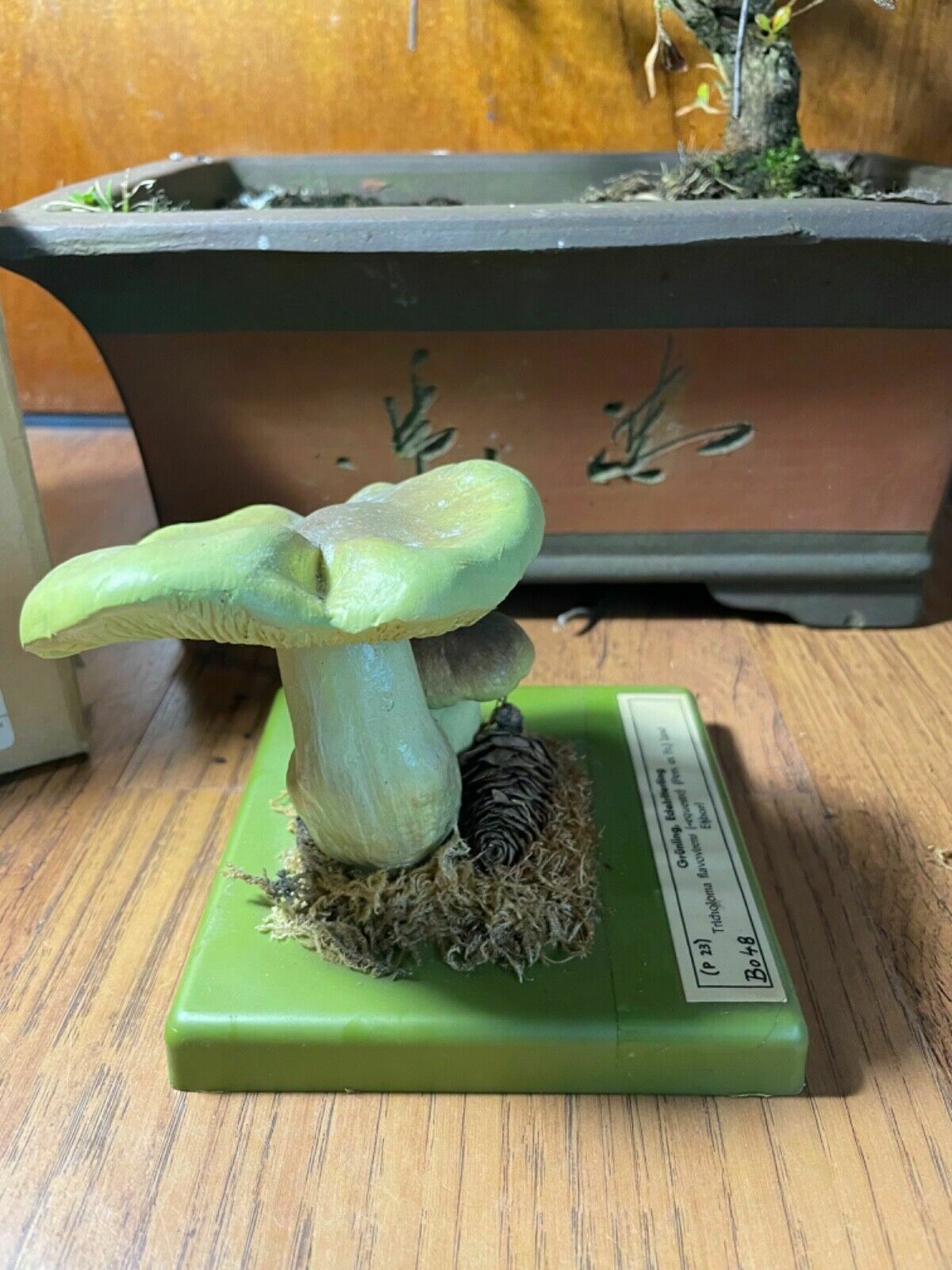 photo vinterior Vintage Somso Yellow Knight Mushrooms Educational Model Fungus School Model