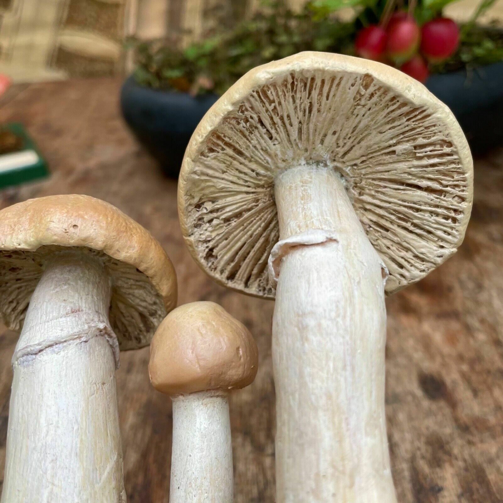 photo furniture Vintage Somso Gypsy Mushrooms Educational Model Edible Fungus Toadstool