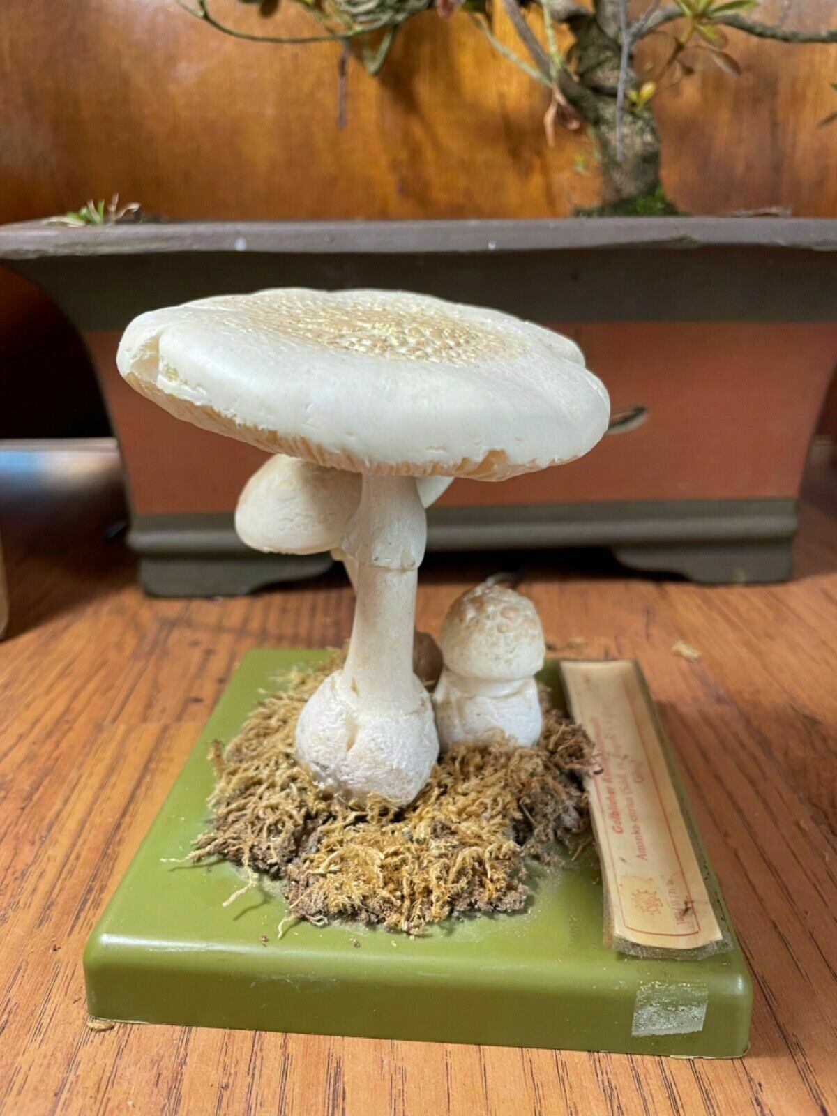 Vintage Somso False Death Cap Mushrooms Educational Model Fungus School Model photo furniture