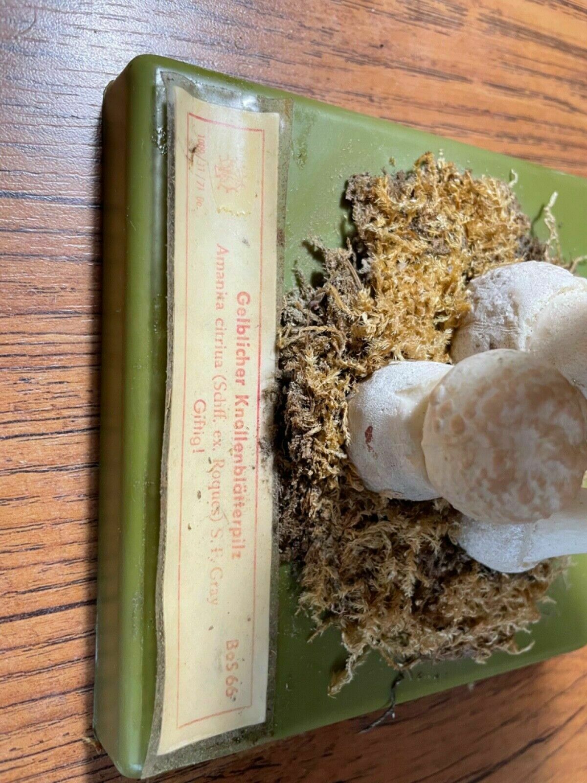 Vintage Somso False Death Cap Mushrooms Educational Model Fungus School Model photo vinterior